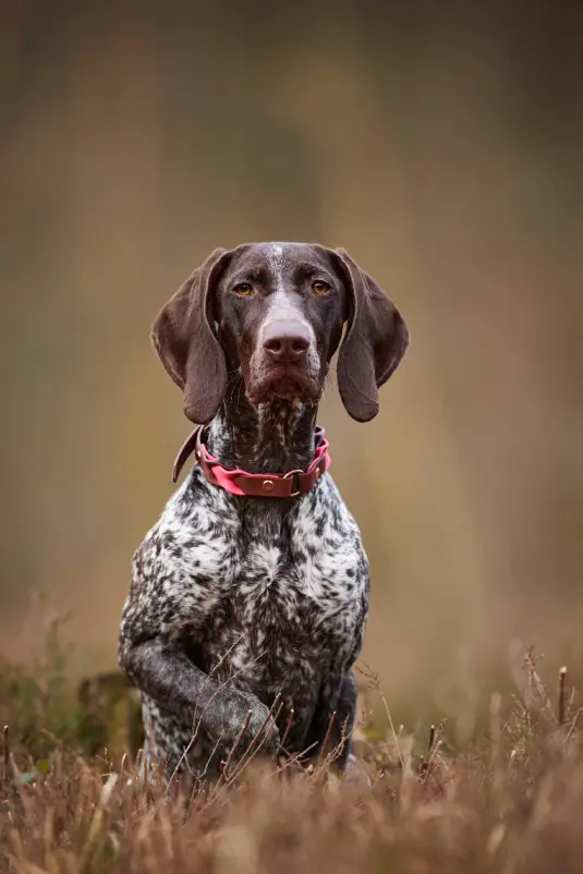 Jagdhund Deutsch Kurzhaar