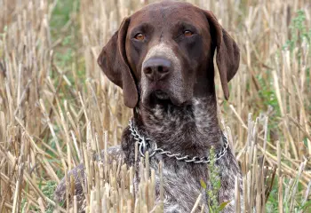 Schaden melden - Jagdhund in Wiese